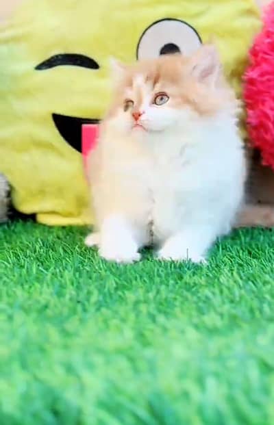 Persian kitten triple cot. for sale WhatsApp my 03493857239