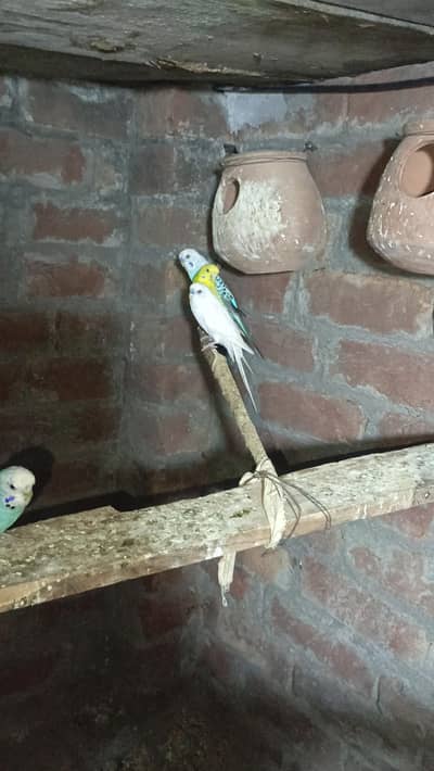 bajri birds