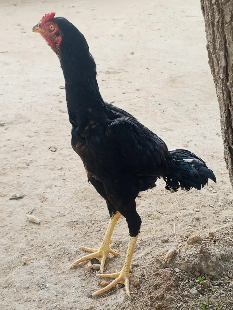 home breed — photo 2