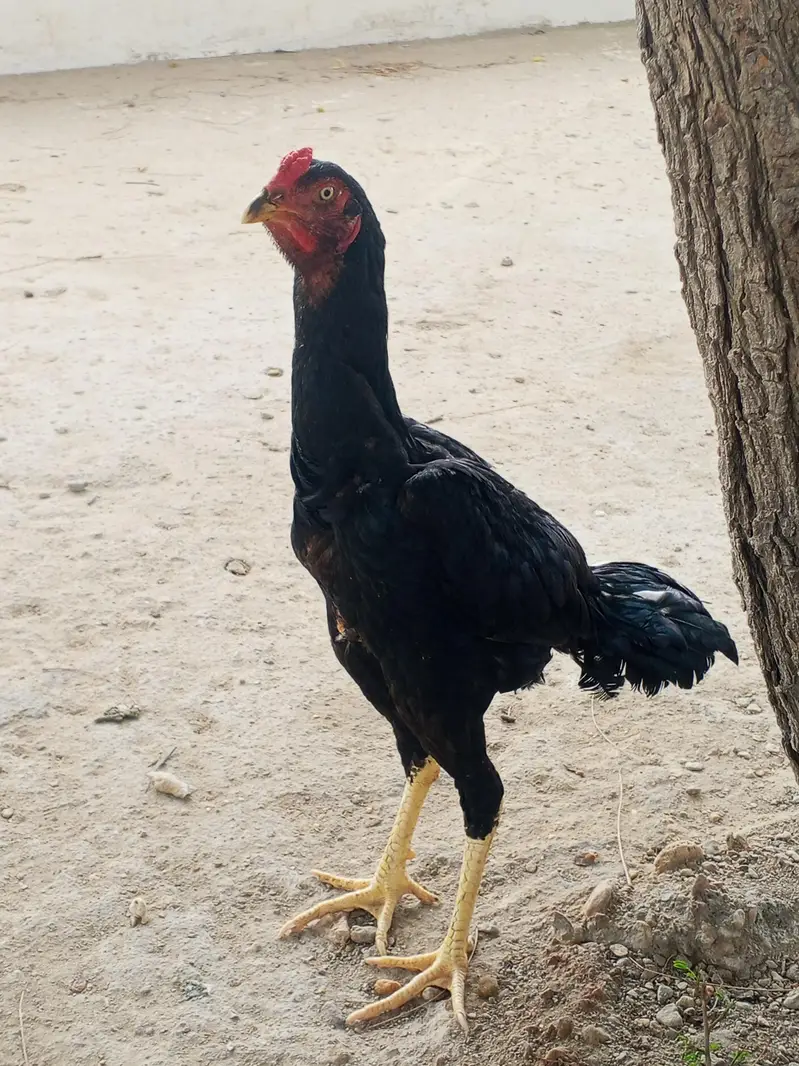 home breed — photo 3