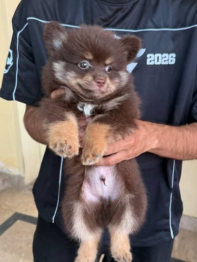 Pomeranian Puppies vaccinated up for sale 1.5 months in good quality