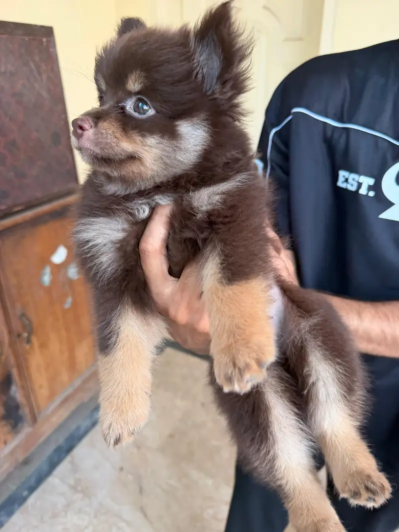 Pomeranian Puppies vaccinated up for sale 1.5 months in good quality — photo 2