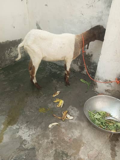 mondri female cheap