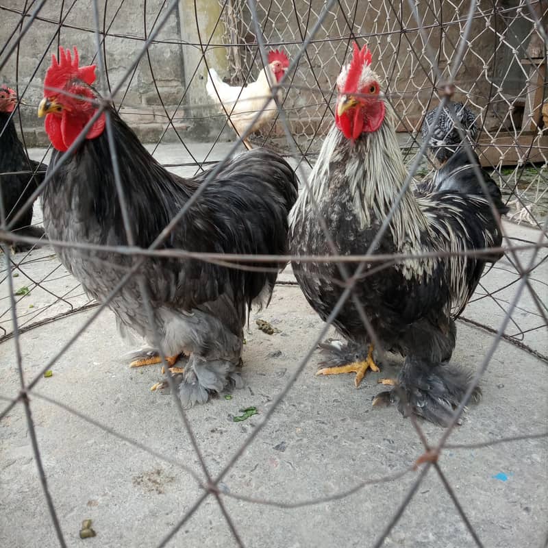Bantam Breeder 0