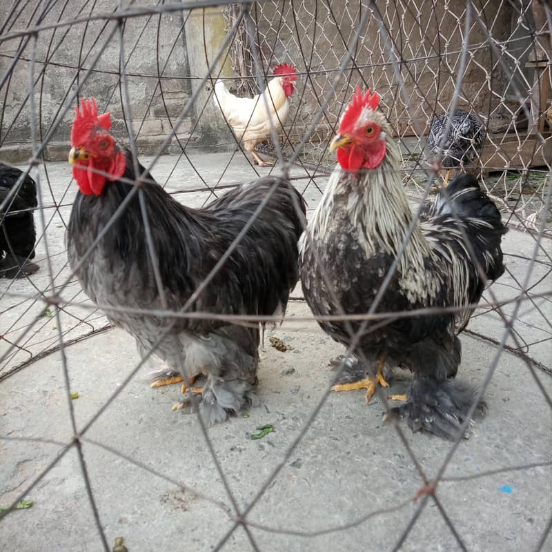 Bantam Breeder 3