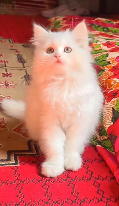 Persian kitten triple cot. for sale WhatsApp my 03493857239