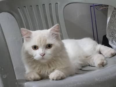 Persian male cat