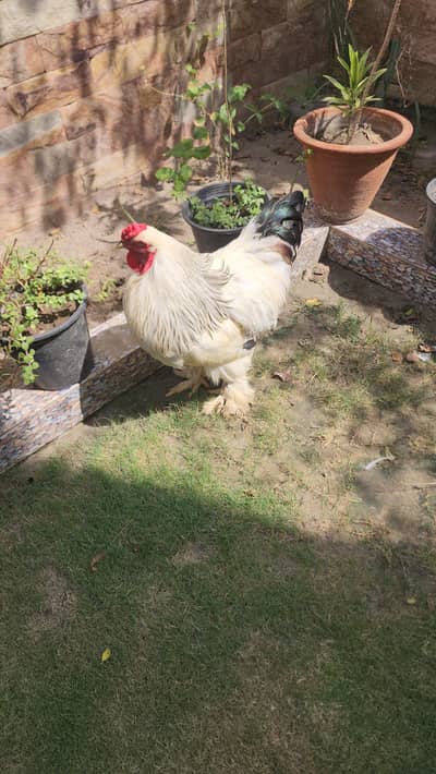Light brahma male for sale