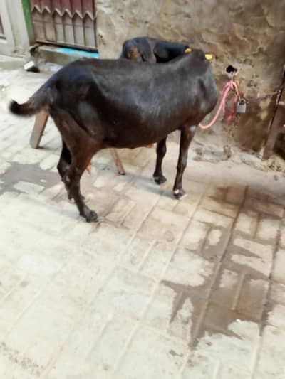 betal cross bakri