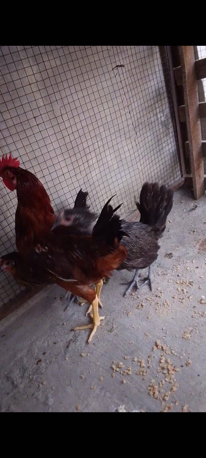 desi breed 1