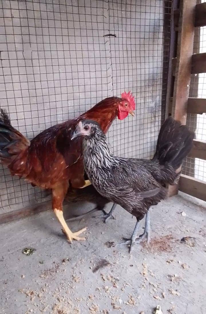 desi breed 2