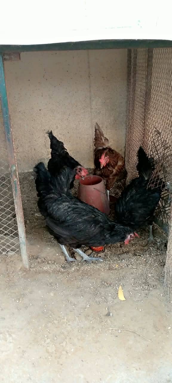 5 murghiyan 0