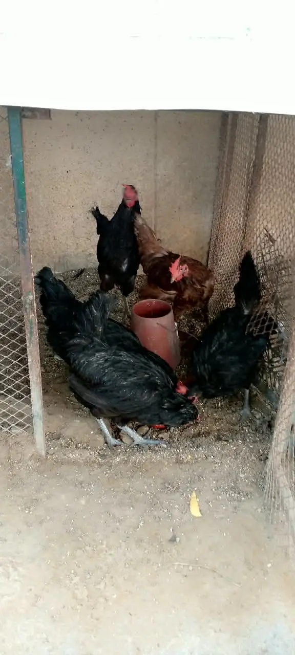5 murghiyan — photo 2