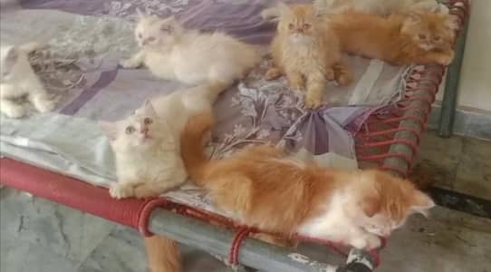 2 month kittens for sale