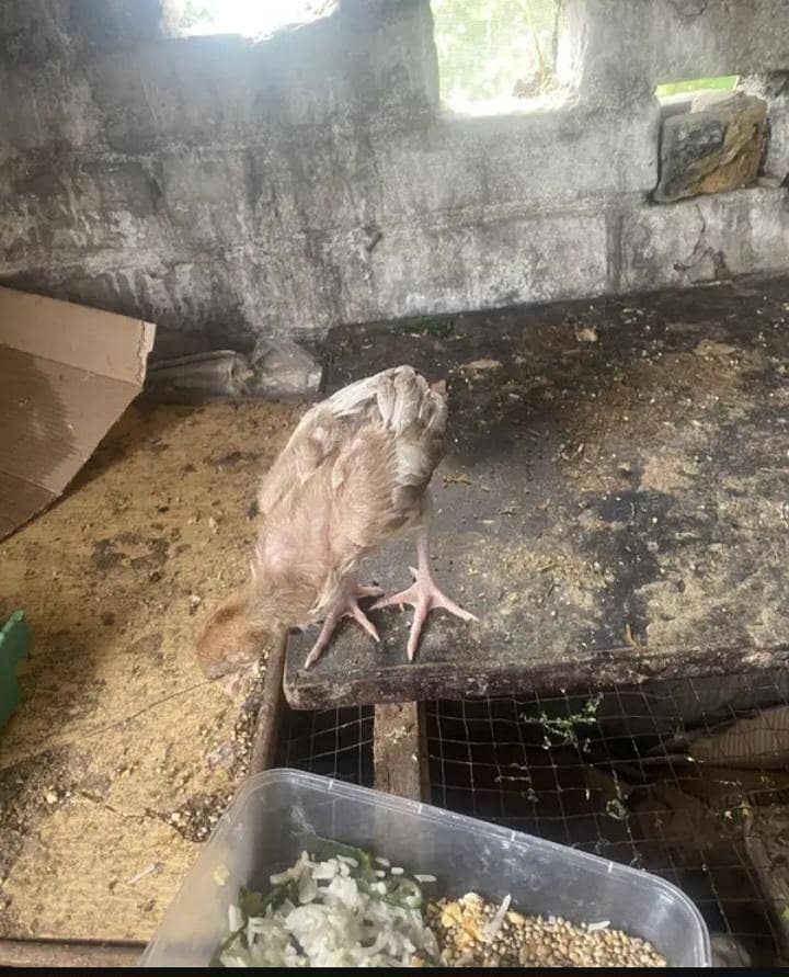 aseel chicks 2