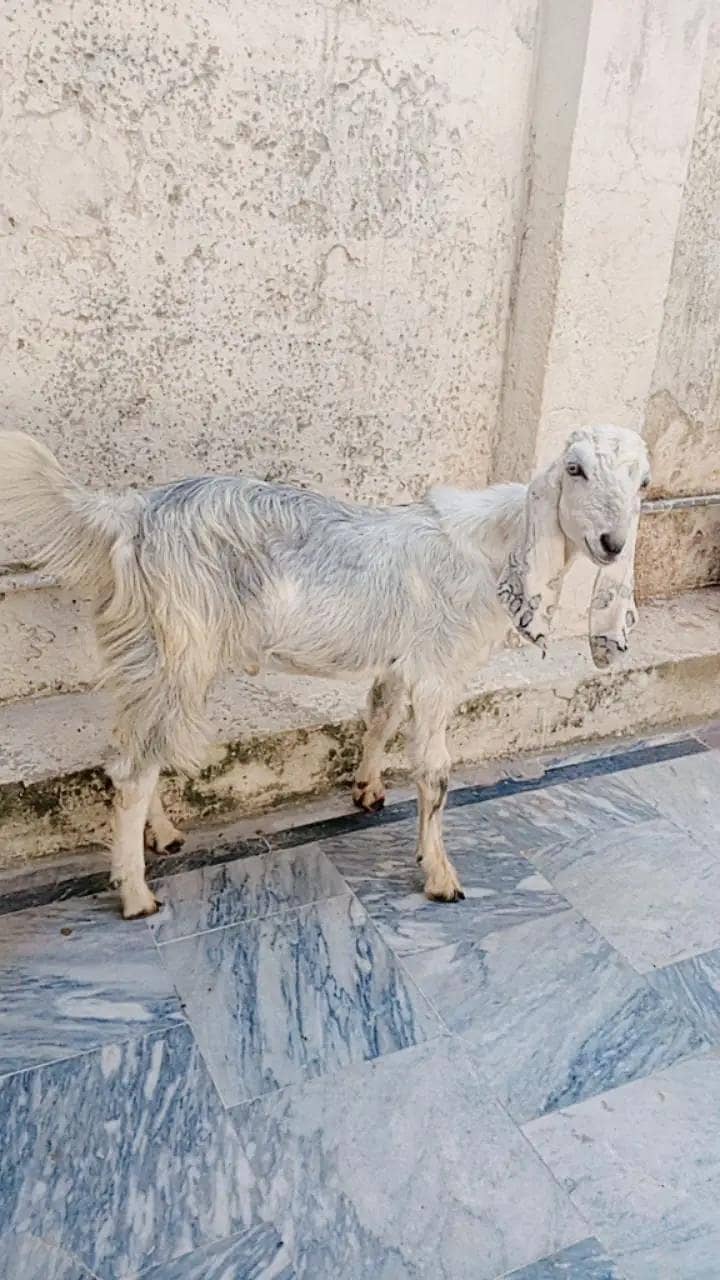 2Goats 0