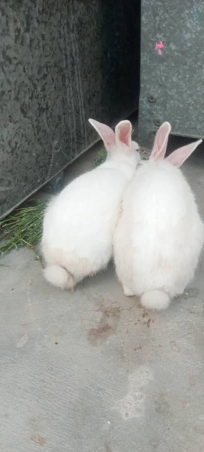 beautiful rabbits