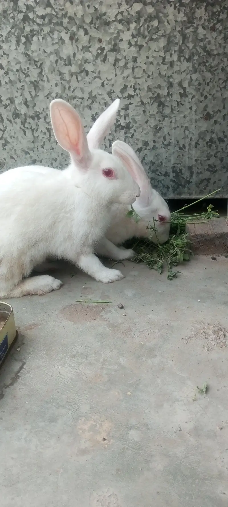 beautiful rabbits — photo 2