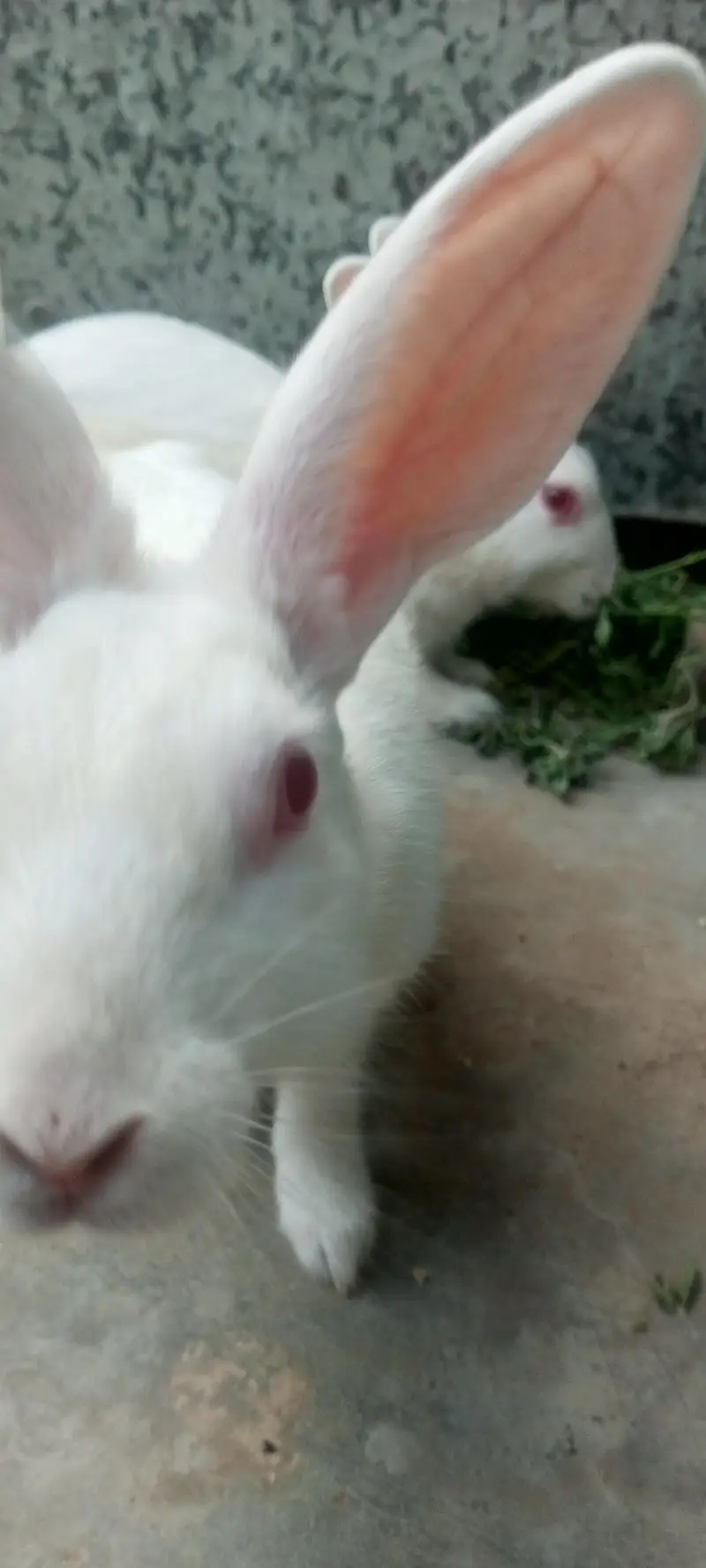 beautiful rabbits — photo 3