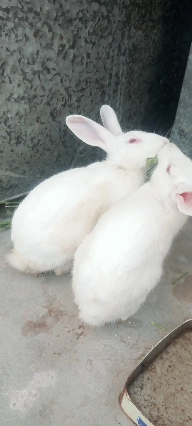beautiful rabbits — photo 4