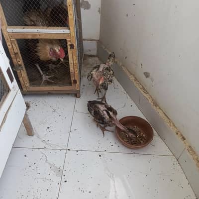 Aseel chicks 3 months Misri 2 rooster 3 months