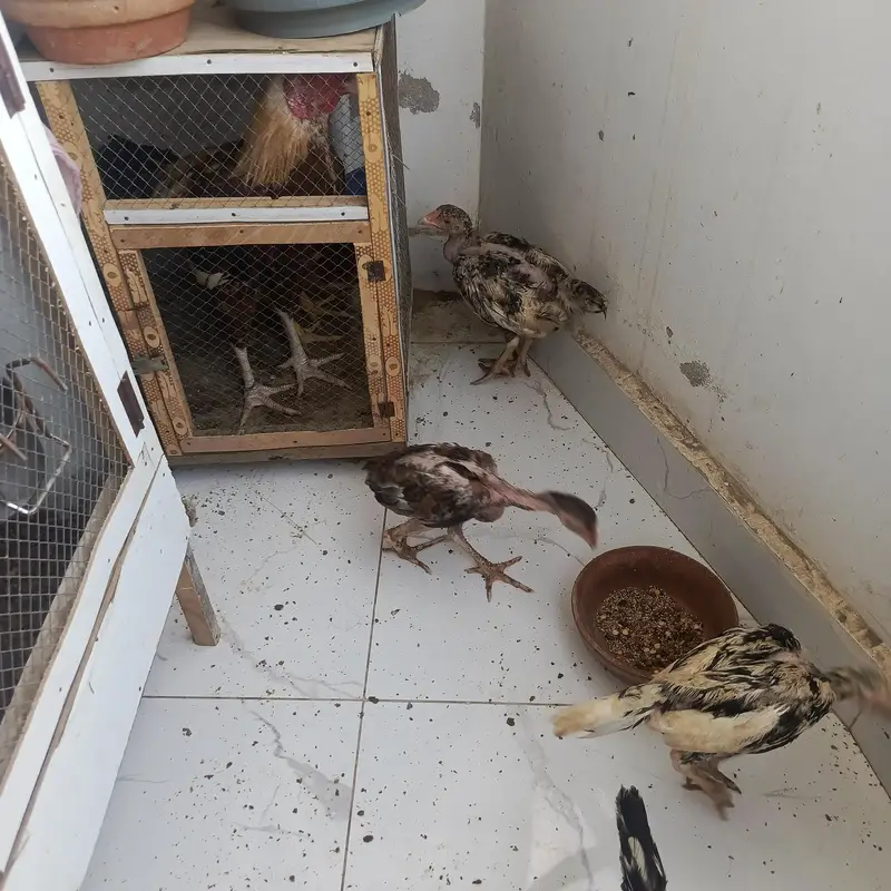 Aseel chicks 3 months Misri 2 rooster 3 months — photo 2