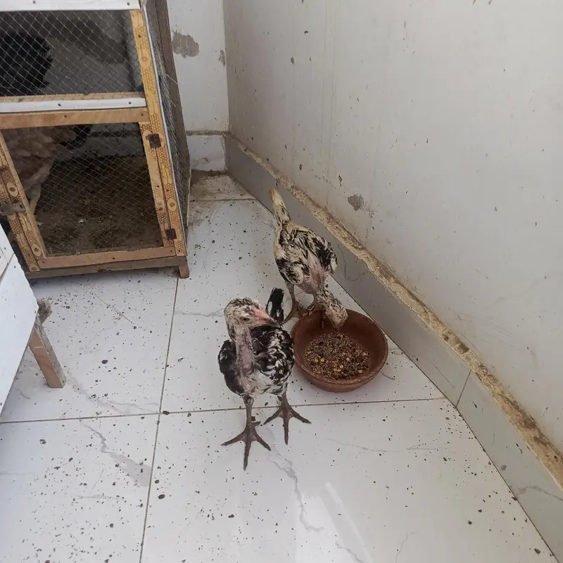 Aseel chicks 3 months Misri 2 rooster 3 months — photo 3