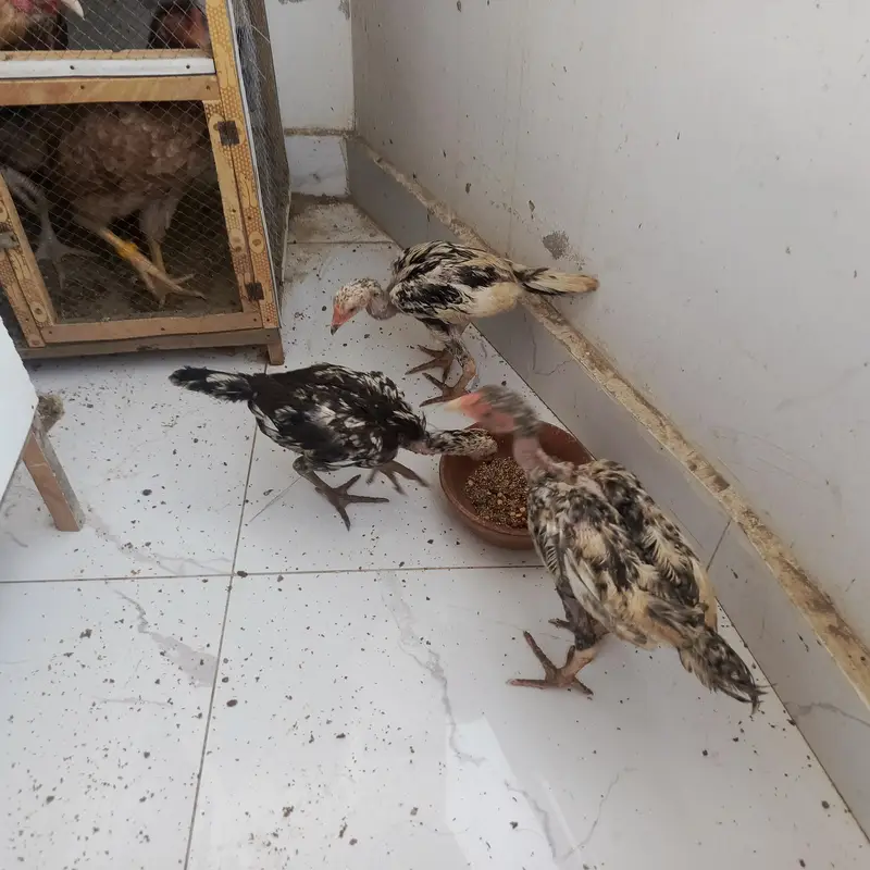 Aseel chicks 3 months Misri 2 rooster 3 months — photo 4