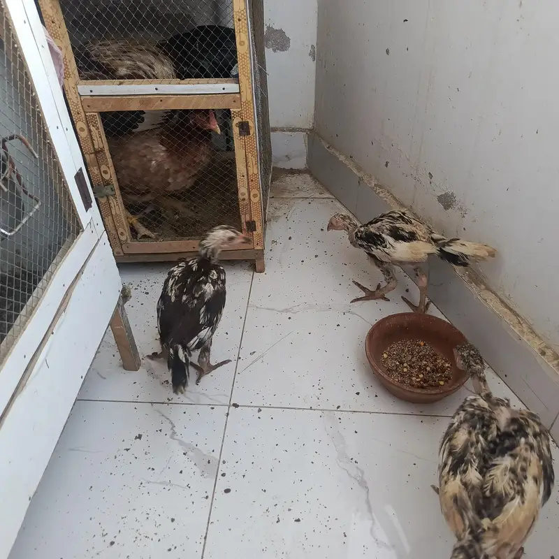 Aseel chicks 3 months Misri 2 rooster 3 months — photo 5