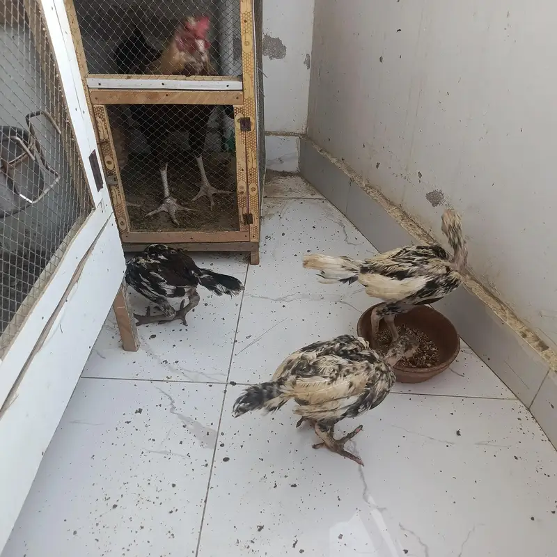 Aseel chicks 3 months Misri 2 rooster 3 months — photo 6