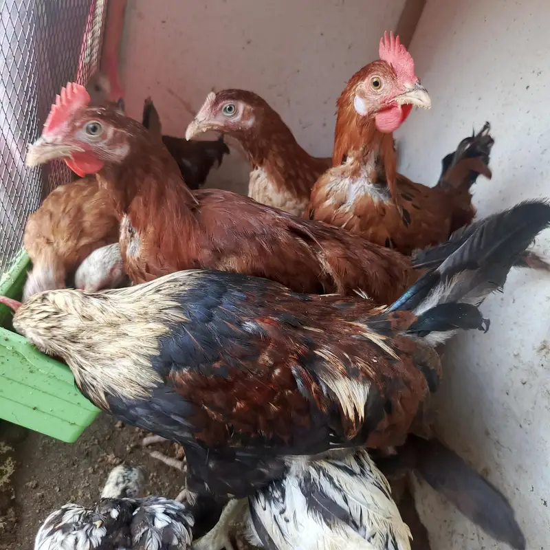 Aseel chicks 3 months Misri 2 rooster 3 months — photo 7