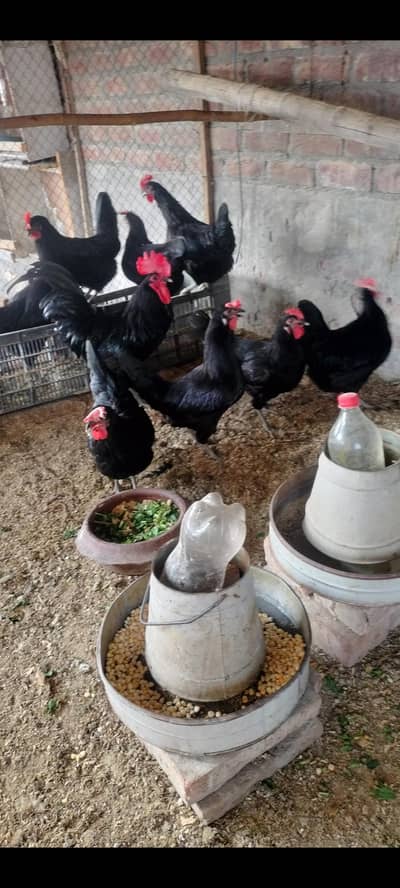 black Australorp/ pure Australorp/ egg lawing Australorp