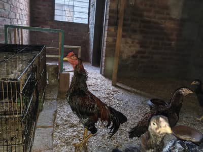 aseel hens good  health