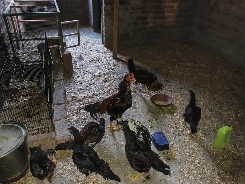 aseel hens good  health — photo 2