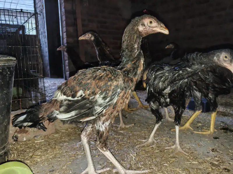 aseel hens good  health — photo 3