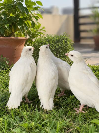 White American Chakor Birds for Sale | Healthy & Active Chakor