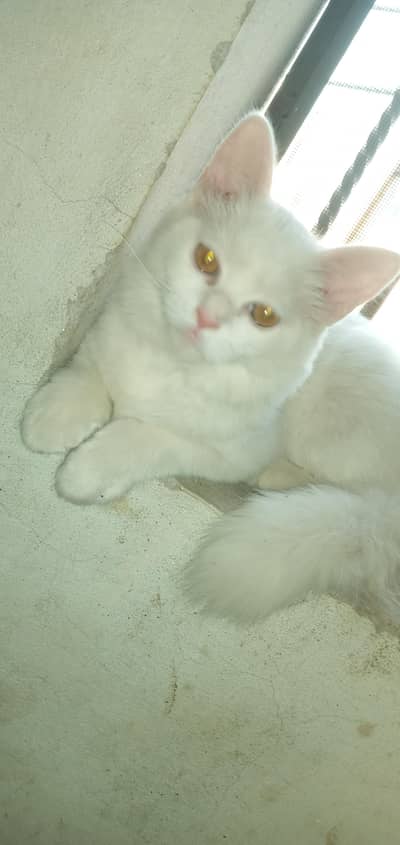 Cute Loving Persian Kitten