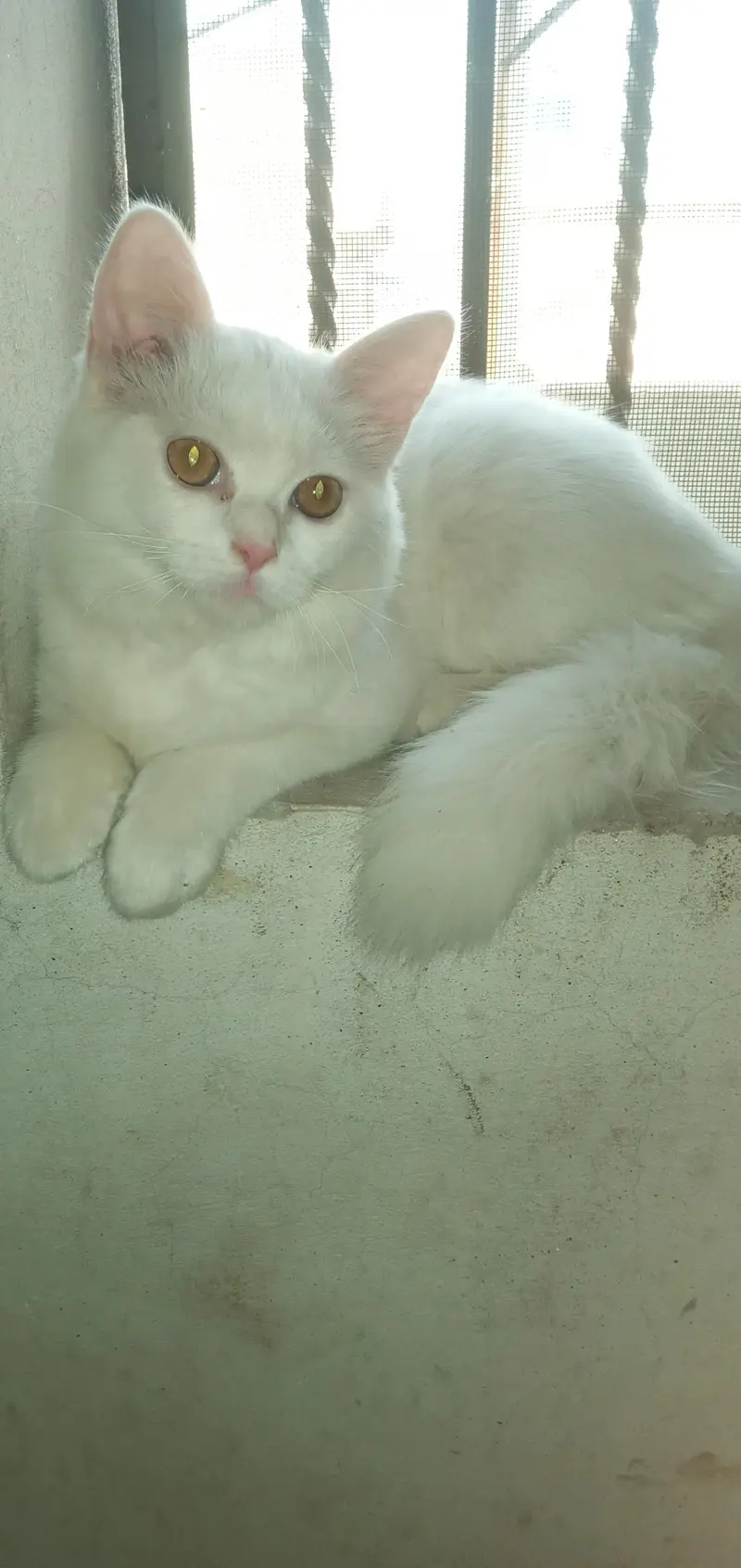 Cute Loving Persian Kitten — photo 2