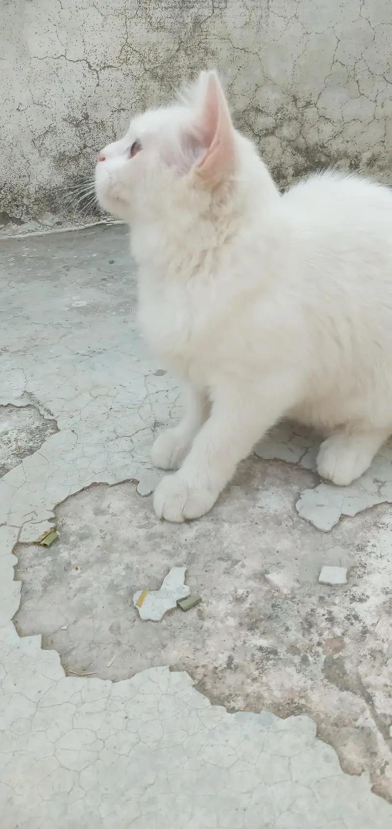 Cute Loving Persian Kitten — photo 3