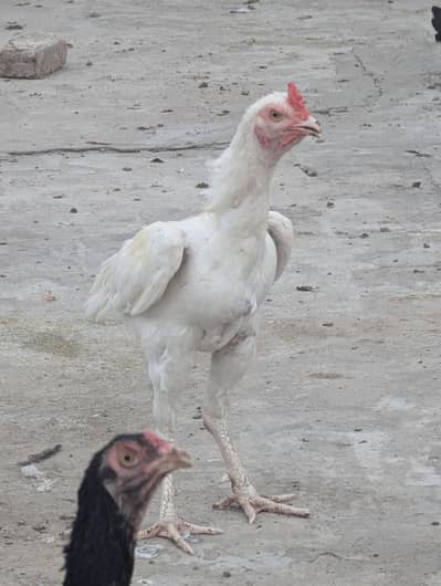 Pure white Murga