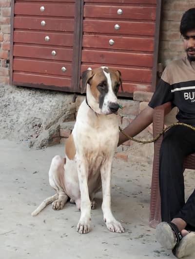 Desi Bully Dog