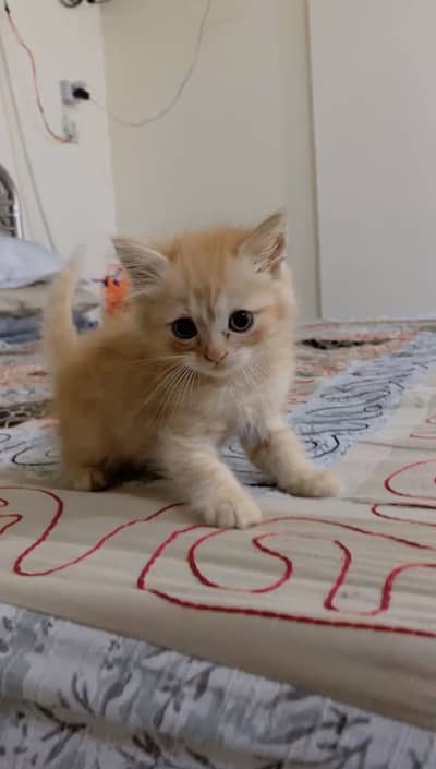 Bhot pyara baby male hai