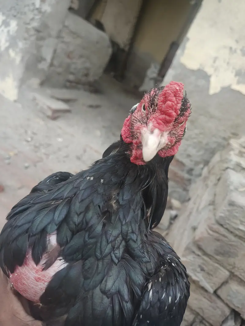 Aseel pair — photo 4