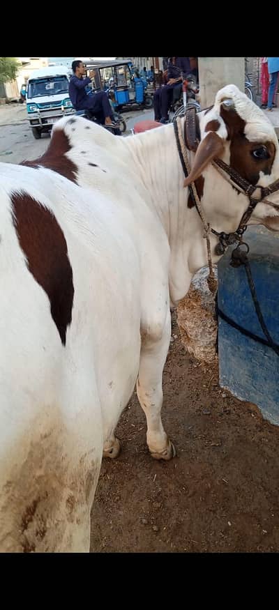 ABLAC BACHRA FOR SALE LOCATION KARACHI ORANGI TWON