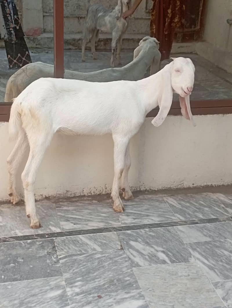 2Goats 1