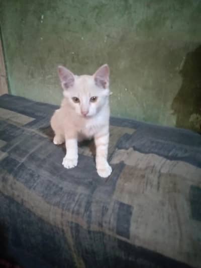 cat for argent sell. 03142723410