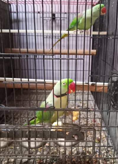 Raw parrot pair