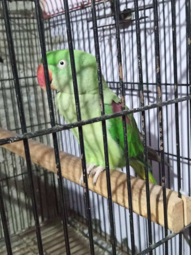 Raw parrot pair 1