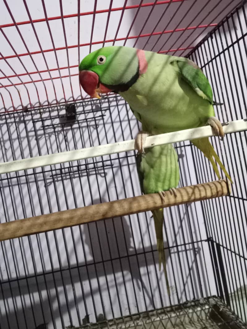 Raw parrot pair 2