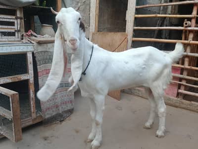 bakri goats  goats Bakri farme bakri goat farming gulabi bakri